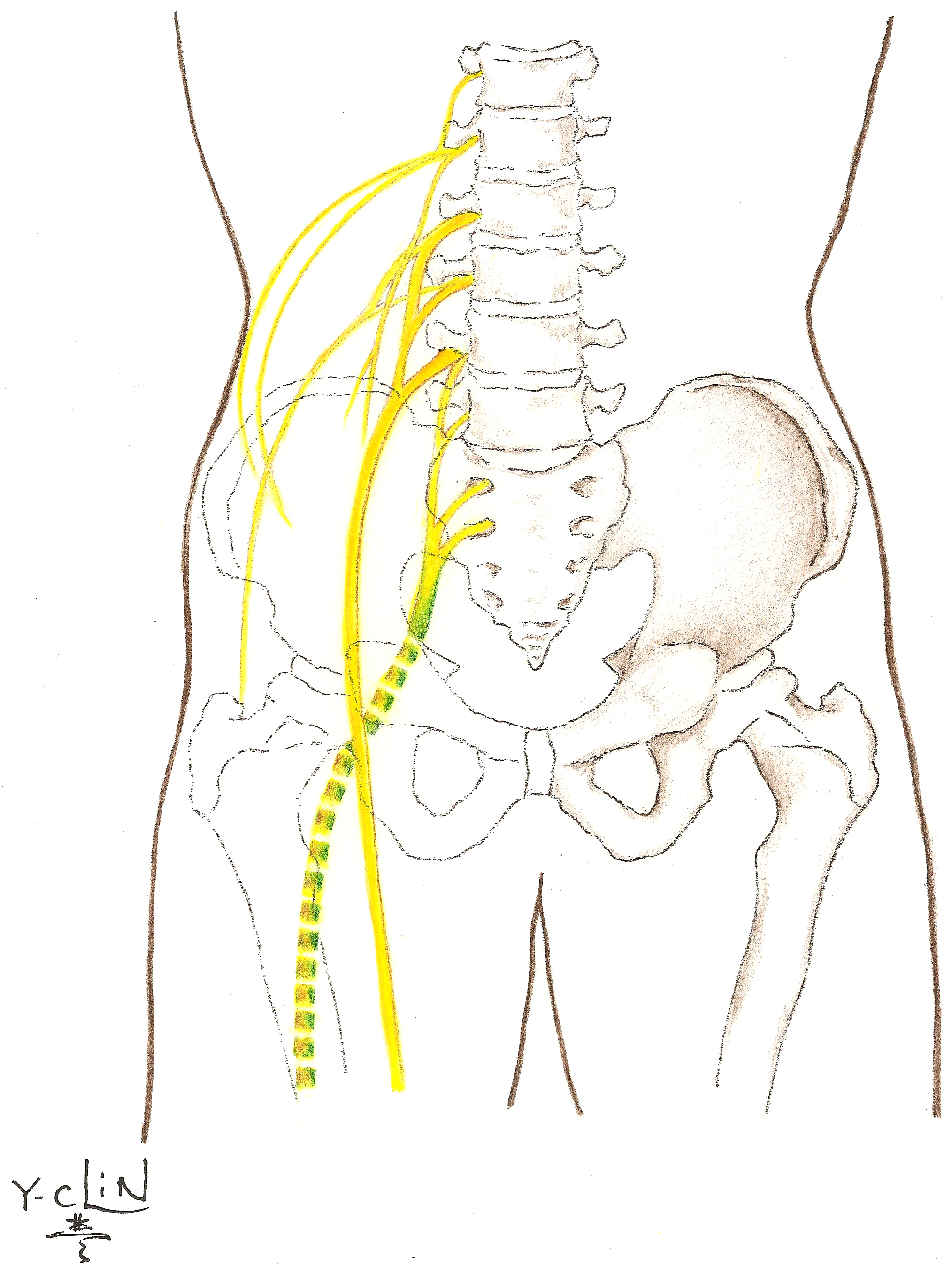 Conditions And Treatments Brachial Plexus Program Michigan Medicine